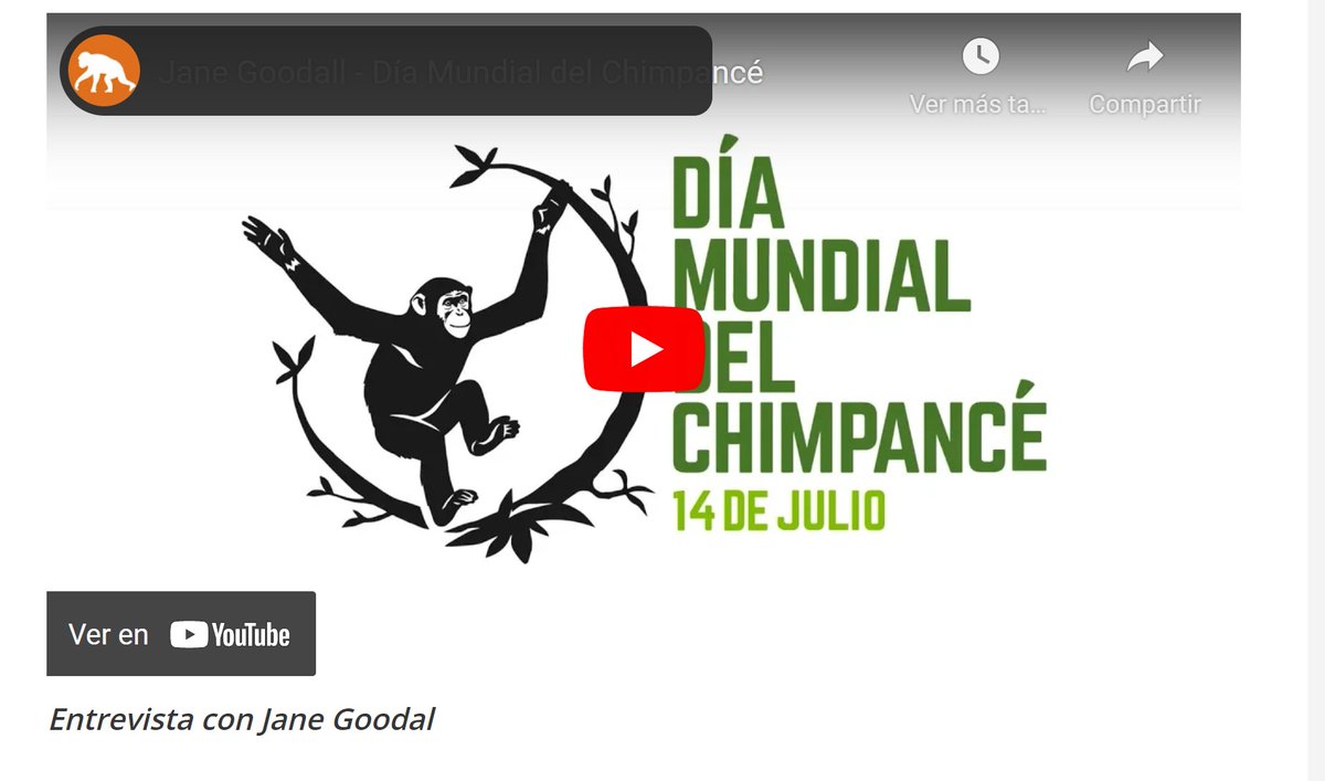 ¿Qué mejor forma de celebrar el #DiaMundialdelChimpance que viendo una entrevista a su defensora <a href="/JaneGoodallEspa/">Jane Goodall España</a>? 
¡Paremos la extinción de estos maravillosos seres también con la educación!
🐒 diainternacionalde.com/ficha/dia-mund… 
 #DíadelChimpancé #WoldChimpanzeeDay #DiaMundialDelChimpance