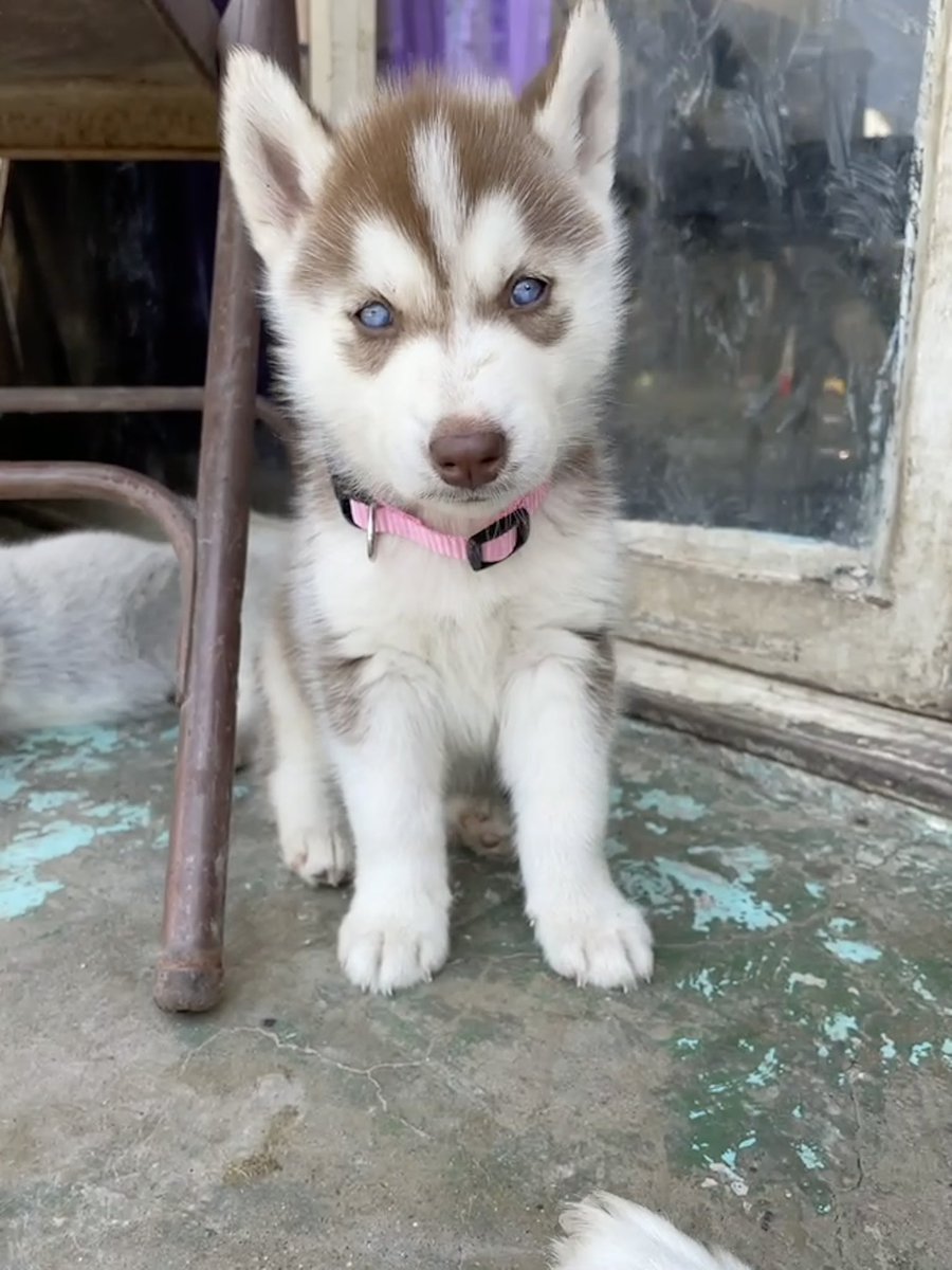 Daydrinking87's tweet photo. When they say the love is instant when you get your baby, it’s so true. The time difference in this pics is just a month! 😍😭 #husky #toodamncute https://t.co/nqEGyy3rjr