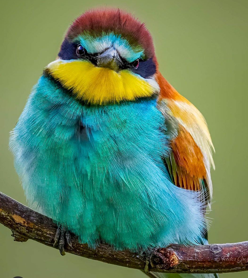 maruscabondini's tweet photo. Happy day dear Twitter Friends. #LifeIsColor 🤗😷 https://t.co/vlOqws0m1x