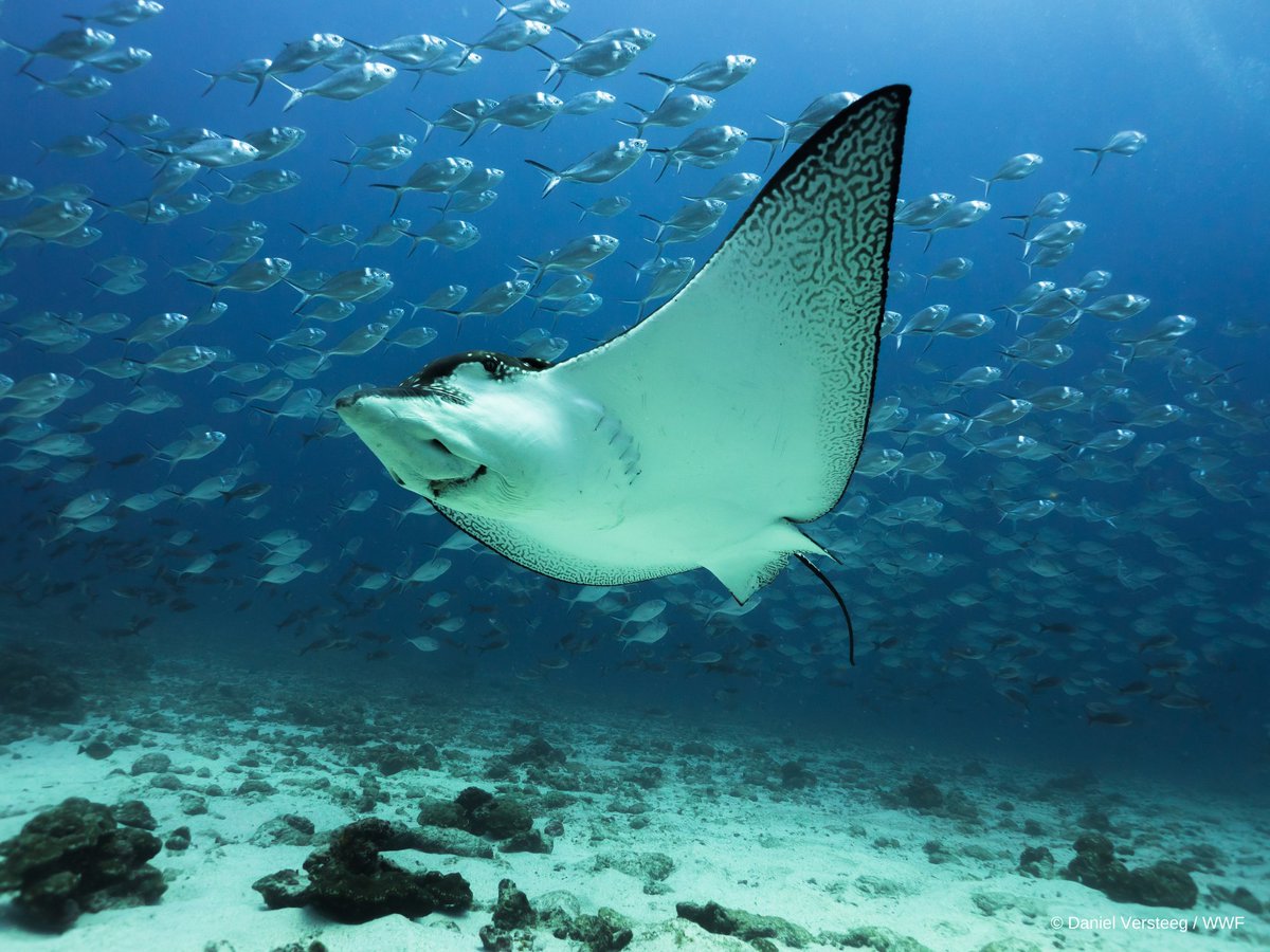 WWF_ID's tweet photo. Pada #SharksAwarenessDay ini, mari kita pelajari lebih lanjut tentang hiu dan pari, dan dukung berbagai upaya penyelamatan populasi hiu dan pari di laut.
#SOSharks #Connect2Sharks #NatureMatters #TogetherPossible https://t.co/Jn4XzuNjrZ