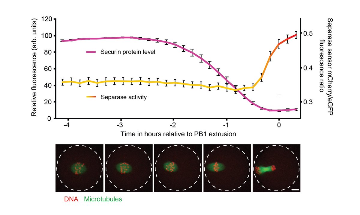 Securin inhibits the protease separase and must be removed before anaphase to ensure timely chromosome segregation. 

Work from my PhD with <a href="/SuzanneMadgwick/">Suzanne Madgwick</a> out now in <a href="/NatureComms/">Nature Communications</a> reveals how this is achieved in mouse oocytes. <a href="/CBCC_NCL/">Chromosome Biology and the Cell Cycle at Newcastle</a> (1/4)

nature.com/articles/s4146…