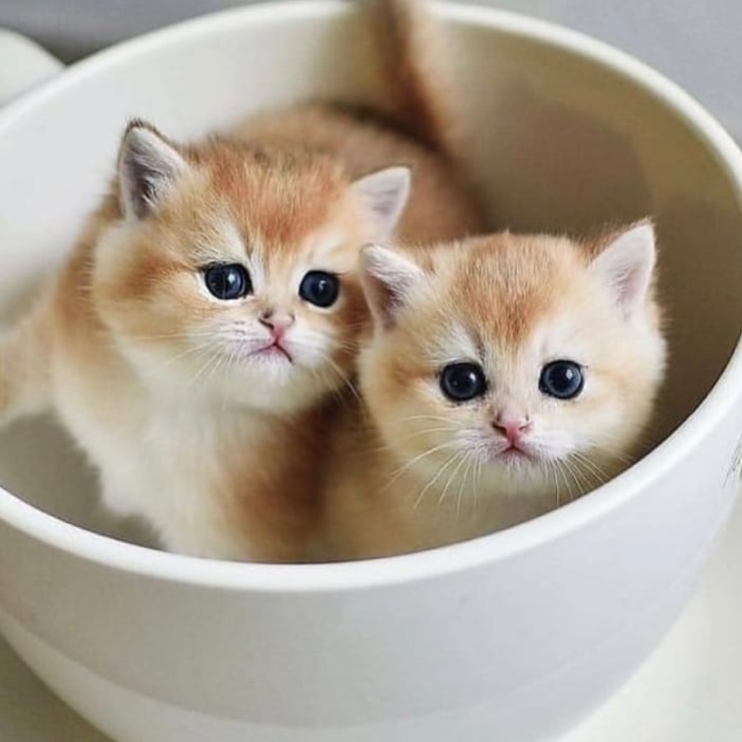 Милые кошечки
