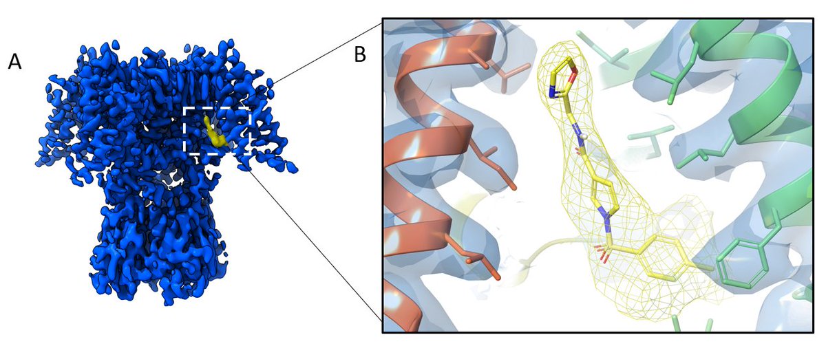 leadxpro's tweet photo. leadXpro reports the first structure of the human Kv3.1 channel, solved at 2.6 Å by cryo-EM, in the apo state and in complex with a ligand from our collaborators at Lundbeck. The structure of this important CNS drug target reveals a novel binding-site for positive modulators. https://t.co/cxnjWDDS8G