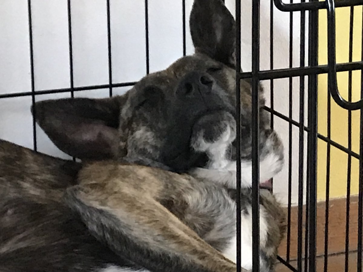 Hey, I'm finally streaming again today! In half an hour actually, playing Minecraft on 1.17 and chilling. It will be laggy. Don't believe me? Well, here's a pic of my sleeping dog
twitch.tv/tux_the_bird 

#SupportSmallStreamers #twitchstreamer #Minecraft #gamingstream #dog