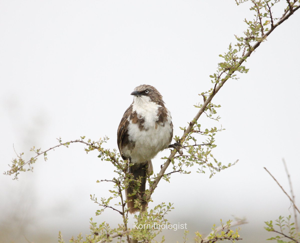 The Northern Pied Babbler
#BirdsSeenin2021 #Kenya #birdphotography #TwitterNatureCommunity #IOC2022 @Nature_Kenya