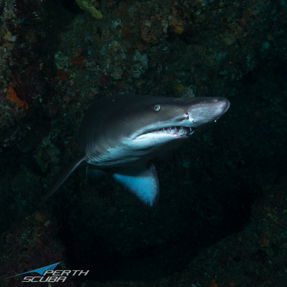 Perth_Scuba's tweet photo. The ocean is warmer at Rottnest Island and $35 OFF - https://t.co/wP887qLPZ7 https://t.co/zTpkHPG2u6