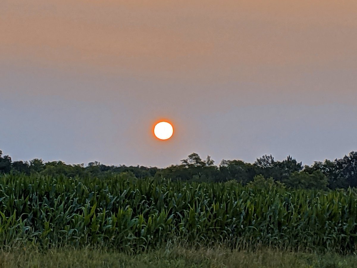 RossBricklemyer's tweet image. Not all outstanding sunrises over a corn field come from IA. #stlcorn #mocorn