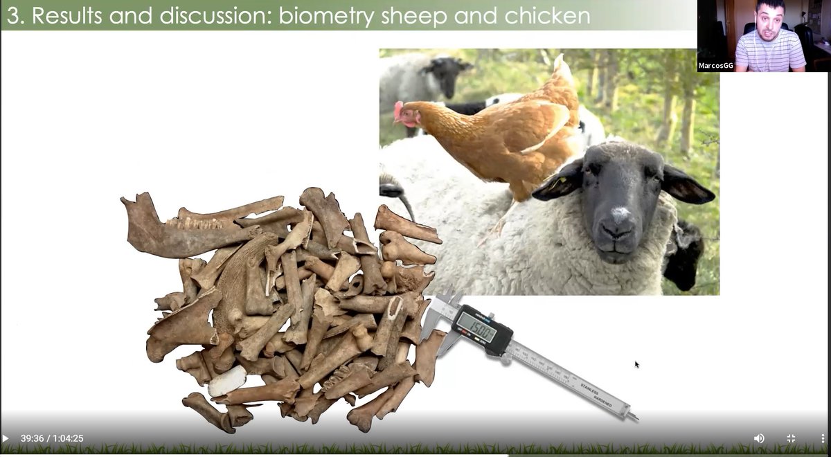 SueBrunningBM's tweet photo. V grateful for #IMC2021's recorded sessions, both to see talks I missed, & to re-watch others to take more detailed notes. Also grateful for a 2nd chance to see probably the best slide ever created, courtesy of @Marcosmaltiempo's fab #zooarchaeology paper in #s604 (on #alAndalus) https://t.co/2bn6A98hZx