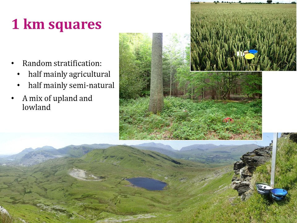 UK Pollinator Monitoring Scheme tweet media
