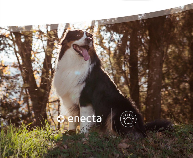 enecta_es's tweet photo. 🐾¿Sabías que tu animal de compañía también puede disfrutar de los beneficios naturales que contiene el aceite de cáñamo? Descubre todo lo que te ofrece para el cuidado de tu perro o gato a través de nuestra web: 

https://t.co/9bf9WM2o6P 

#Enecta #EnectaTeCuida https://t.co/BYgz0T3924