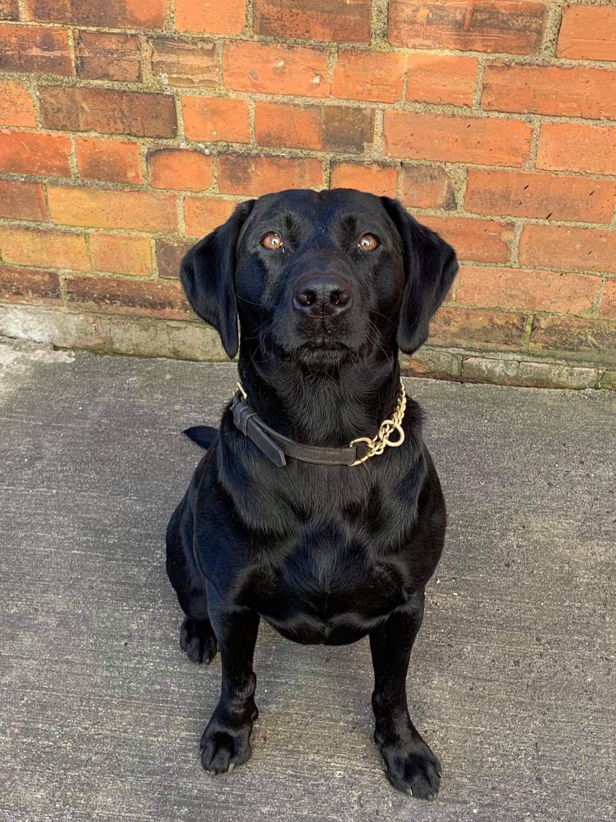DogsHmpps's tweet photo. This is 4 1/2 year old Sirius, sadly after 3years service Sirius has had to retire due to being diagnosed with elbow dysplasia. He will however be staying with his handler, he has now moved from kennel to couch.
Enjoy your retirement Sirius ๐#OperationalDogs #PrisonDogs #K9 https://t.co/IvNC4yNsqh