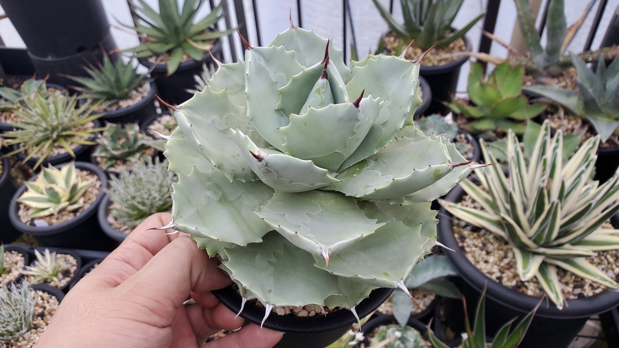 アガベ・白銀甲蟹｜（芽）-001｜ agave isthmensis | Plus_Plant