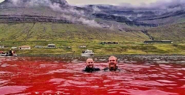Swimming &amp; Laughing in the Blood of Dolphins adapted from <a href="/CaptPaulWatson/">Captain Paul Watson Foundation 🐋🏴‍☠️</a> 

These 2 ‘men’ swimming in the leftovers of #Grindadrap are employees of Bakkafrost, Marine Harvest &amp; Hiddenfjord- Faroese salmon farms.

Don’t buy Faroese farm raised salmon, it supports this brutality.