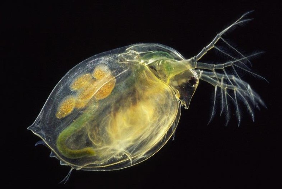 дафния среда обитания. речные рачки дафнии. рачок дафния. эпифии дафнии. дафния и мокрица.