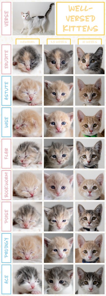 920kayl's tweet photo. The Well-Versed Kittens - Age progression  
@dinodinovitale 

Of all my favorite @kitten_academy classes, this class will always be my favoritest! This was my first from-start-to-finish experience with a KA litter and will always hold a special place in my heart! https://t.co/qbnflic2dv