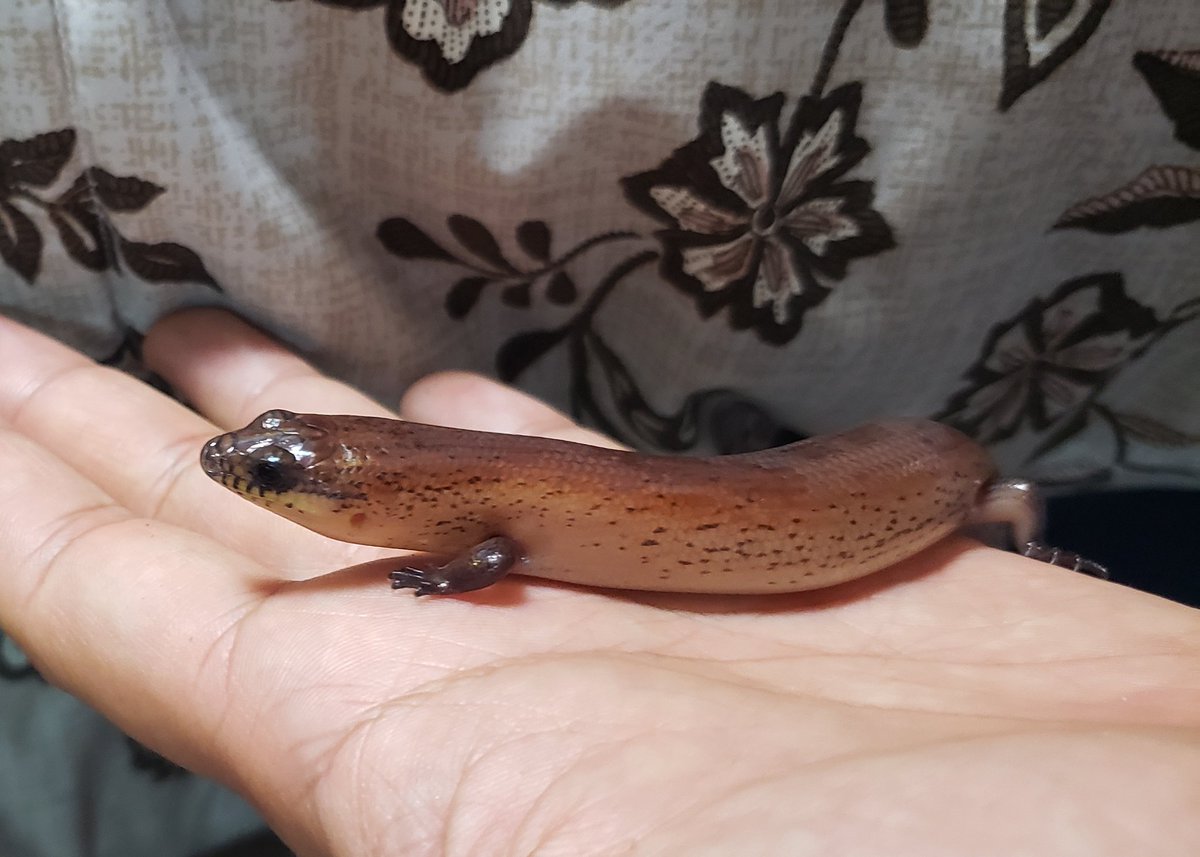 ぽっちー 心はいつでも爬虫類飼育初心者 わが家の 土を飼う 初級編 フトミモダエトカゲ 普段は潜ってるけど お腹すくとおねだりする可愛い奴 帰宅するとわりと高確率でお迎えしてくれる癒し系 土を飼う フトミモダエトカゲ