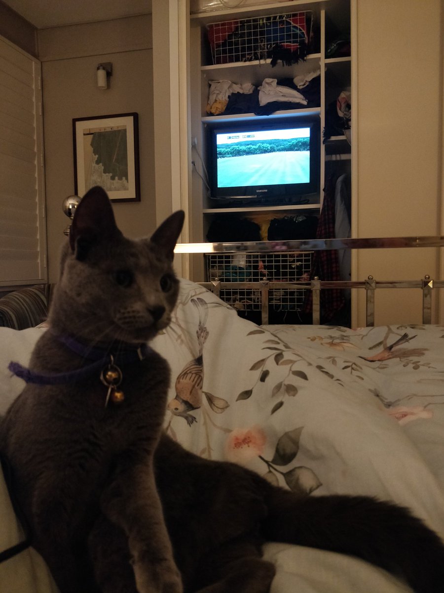 Kam_Buchanan's tweet photo. Down in front!

#couchpeloton #tourcat #sbstdf https://t.co/6Ga9wHNX9v