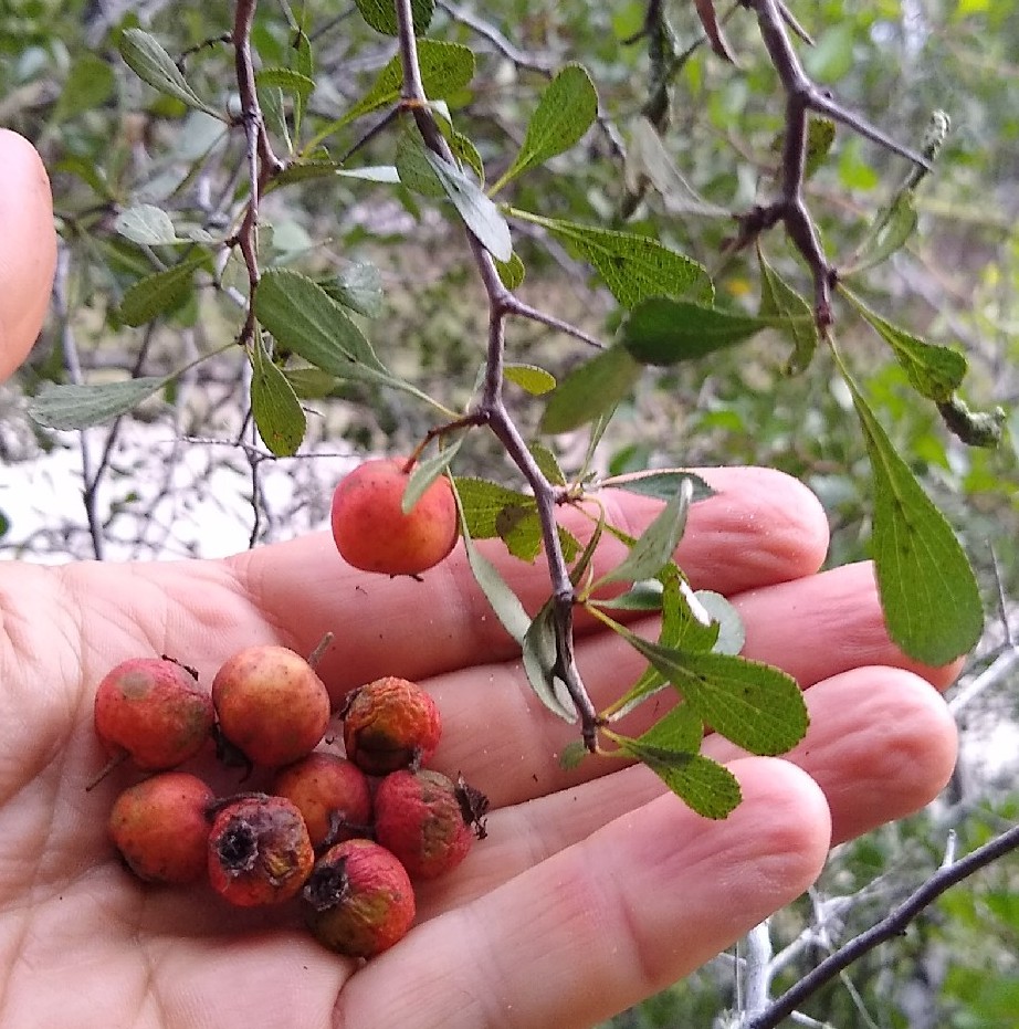 Not sure of this hawthorn's exact species, maybe Crataegus flava. Despite fruits being small, seedy, &amp; visually unattractive, the scant bit of flesh has a surprisingly good flavor - sweet/tart, with hints of apple, pear, maybe even cherry.
#Crataegus #Rosaceae