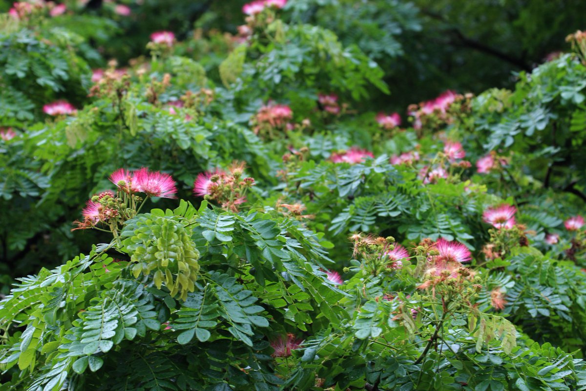 seasonwatch_in's tweet photo. Here are 2 more #commontrees of #Bangalore that #peopleofBangalore told us - 
1. #RainTree with vast umbrella canopy, leaves like butterfly wings and pink powderpuffs for flowers. Rain tree adorns most #roadsofBangalore. #avenuetrees #exotictrees #treeshade #citiesandtrees #trees https://t.co/gZHS6hLKuP