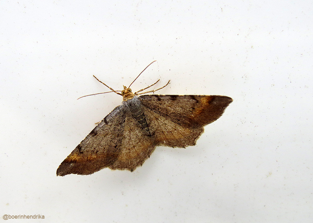 boerinhendrika's tweet photo. Een #ringelrups - #spinner, #graswortelvlinder - #uil, #gerimplede_spanner en een #gewone_worteluil in de led-emmer
#BIMAG #nachtvlinders #insecten
#insectenopdeboerderij
#boerennatuur💚
#gangbare_landbouw🍀 https://t.co/WsdgEW83qY