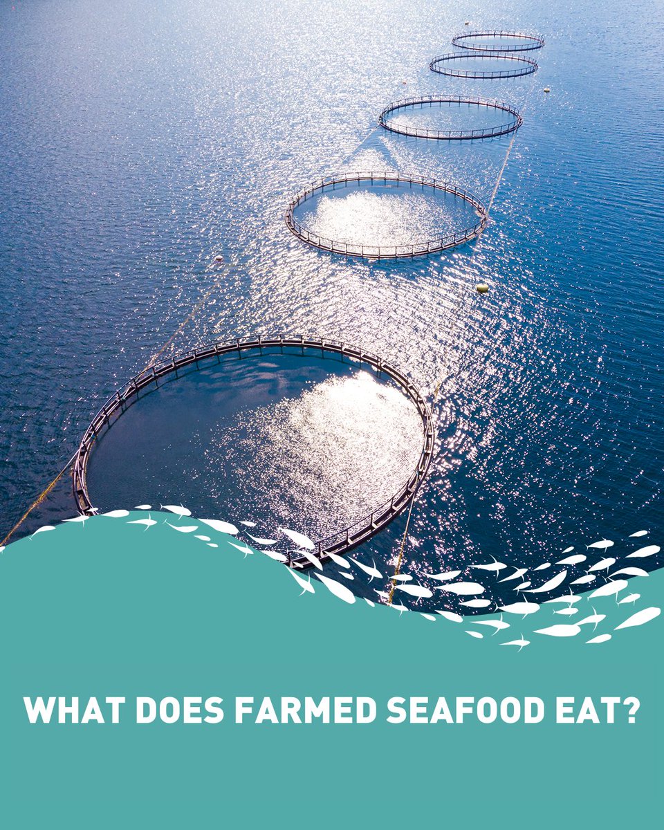 A common concern about aquaculture is that farming still means depleting wild stocks for feed. Wild-caught fish is only one of many ingredients used, and this amount has been decreasing. More: bit.ly/3egysDF