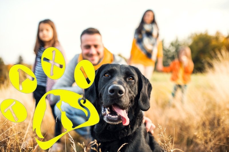 TaxipetsF's tweet photo. A l'instar des souhaits de nos gouvernants pour l'occupation de l''espace public, où les humains non vax+ et les chiens ne seront pas admis.
TAXI PETS accepte les animaux ainsi toutes sortes d' HUMAINS sans #discrimination https://t.co/QQSROUPh8d