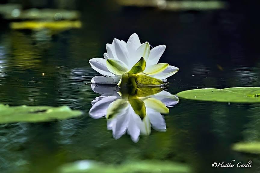 heathercards's tweet photo. #ChickPicotheDay (Day 3,514)
"Be happy for this moment. This moment is your life."
~Omar Khayyam
Right on Omar. Right. On.
•
•
•
•
•
#WaterLily #Symetrical #WaterFlowers #WhiteBloom #Blooming #Floating #HeatherCardlePhotographer #KayakCameraGirl #Reflection #InTheMoment https://t.co/geSgY8dLLC