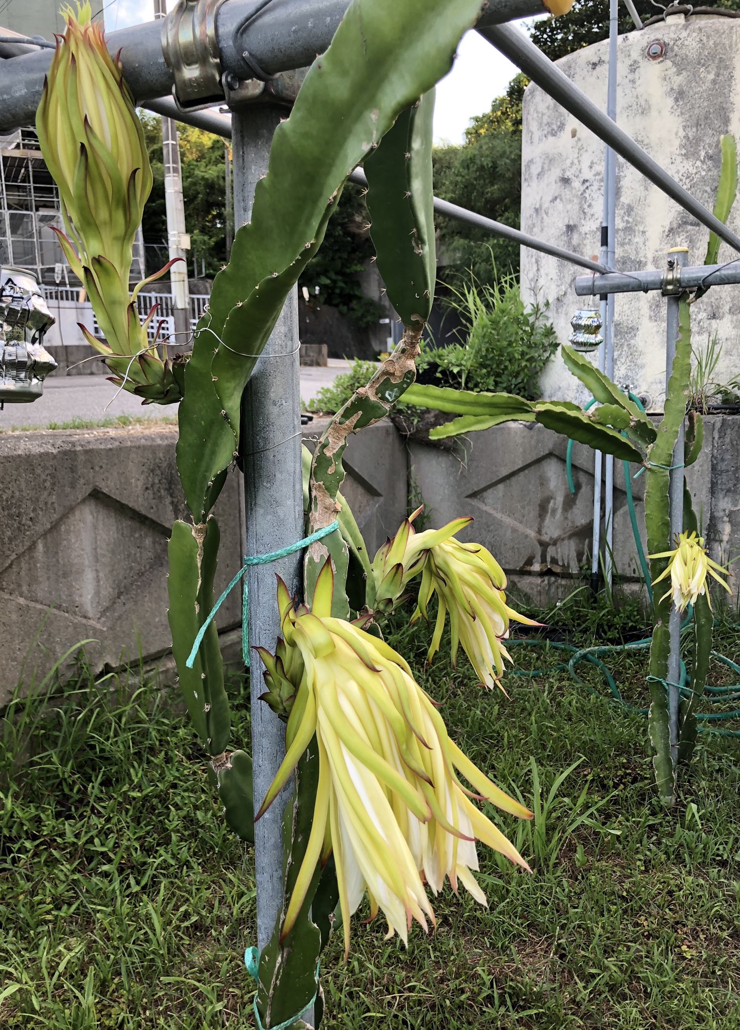 Bun Okinawa From Shu Bun ドラゴンフルーツの花 たしかに だ ちょっと怖い Ww 沖縄 家庭菜園 畑 ドラゴンフルーツ 花 T Co O2qk5vvygf Twitter