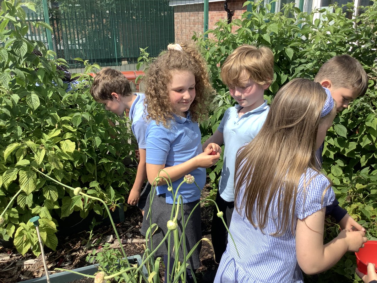 IPMATGawthorpe's tweet photo. Yesterday afternoon year 3 enjoyed picking raspberries grown in the school grounds. They were delicious! What plants have you grown in your garden this year? π±πΏ #GCAYear3 https://t.co/WjIvxTdhSx