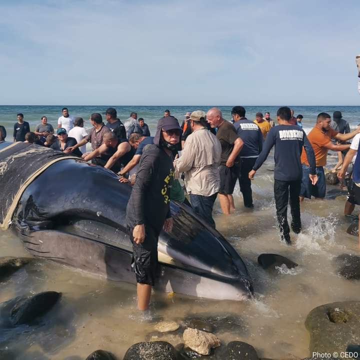 Resulta que el @El_Universal_Mx dio la nota que éste cetáceo macho de Rorcual común de 10 m. y 5 tons. encalló muerto dos días después de ser rescatado, pues se equivocaron la ballena que encalló muerta era hembra de 12 m y 7 tons, trabajé con ambos cetáceos