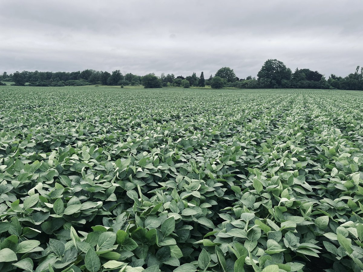 PN6136627268's tweet photo. 12-16’s Plants are healthy and growing well. Hoping conditions stay great and mr mould stays away 🤞🏻🤞🏻🤞🏻 @DEKALB_Canada https://t.co/9XdwiFs3Bf
