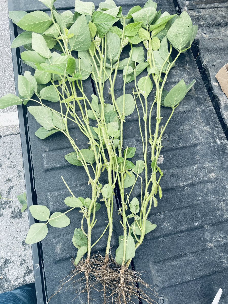 PN6136627268's tweet photo. 12-16’s Plants are healthy and growing well. Hoping conditions stay great and mr mould stays away 🤞🏻🤞🏻🤞🏻 @DEKALB_Canada https://t.co/9XdwiFs3Bf