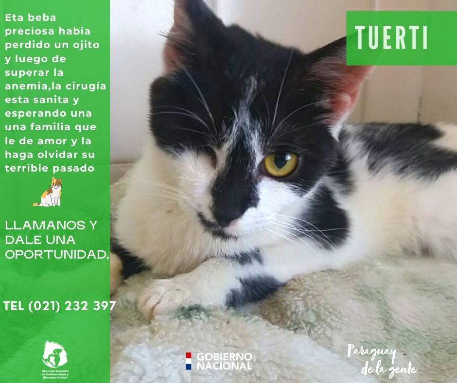 defensanimalpy's tweet photo. #Adoptá
Hoy le presentamos a nuestra guerrera #Tuerti🥰😺
Ella había ingresado con un ojito úlcerado y con anemia muy avanzada.
Luego de cirugías y tratamientos hoy esta lista para adopción.
Demosle una segunda oportunidad que la haga olvidar su terrible pasado🙌🏼❣️ https://t.co/ceFcem8m12