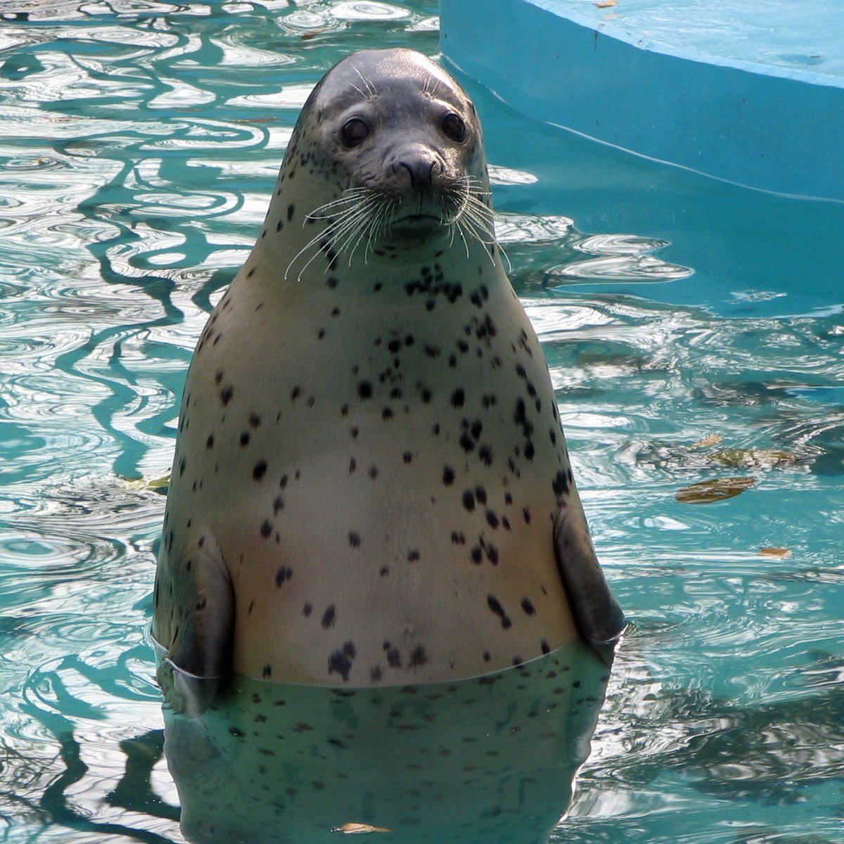 ぴぃすけ على تويتر おびひろ動物園のゴマフアザラシ 立ち姿が印象的でした T Co Qhs0ofolmv アザラシ ゴマフアザラシ Seal