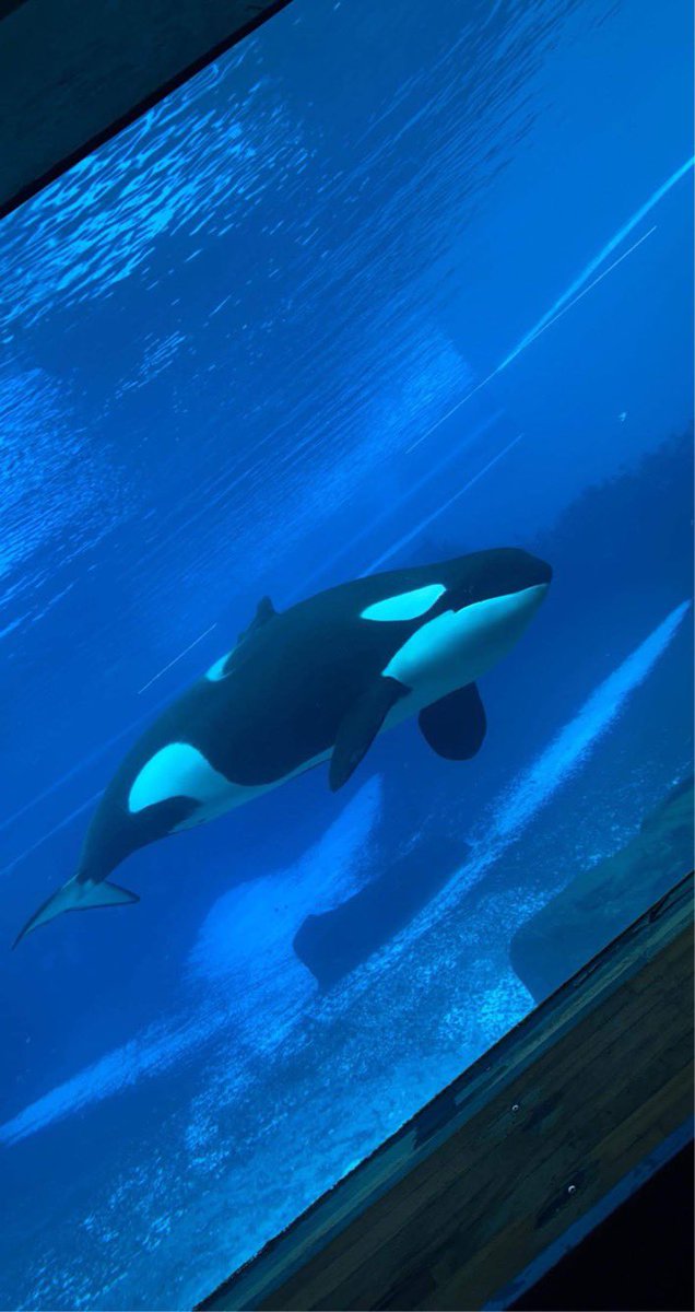 Kiska, MarineLand Canada’s last surviving orca is literally dying for our entertainment. She’s been alone since 2011, having outlived all her tank mates, including her 5 calves. Her solitary confinement is beyond abuse. It’s torture. #FreeKiska