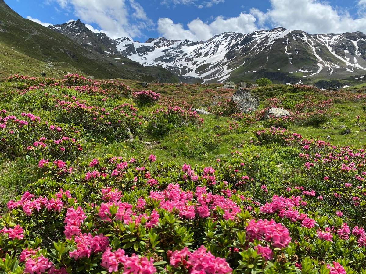 EAAP2021's tweet photo. Alpine summer in Davos - the venue of EAAP 2021
#EAAP #EAAP2021 #Davos #alpinesummer #Alpenrose #SVT #SaasSvt https://t.co/5QN68JGs7M