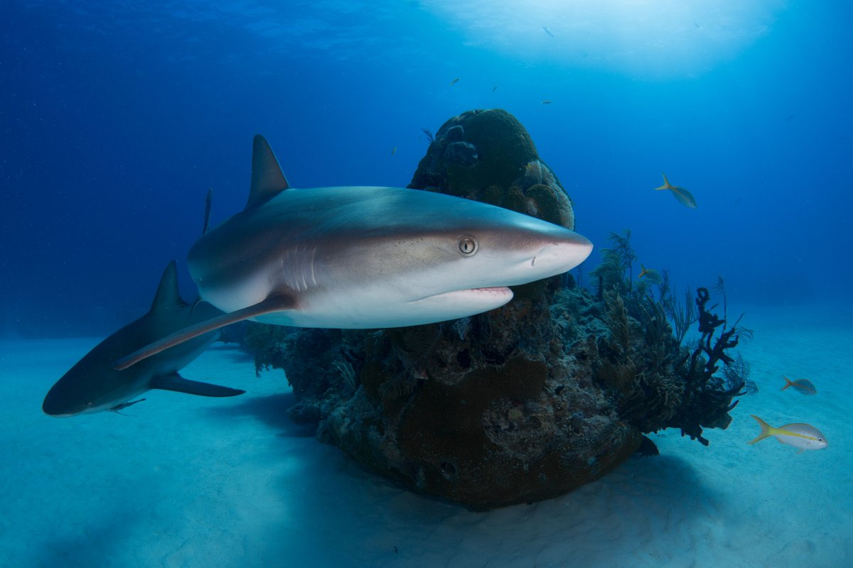 It's #sharkawareness day, but did you know sharks don't have bones, most have good eyesight, their skin feels like sandpaper, they're aged by counting rings on their vertebrae, they appeared about 445 million years ago & can sense 1 drop of blood in an Olympic-sized pool! #sharks