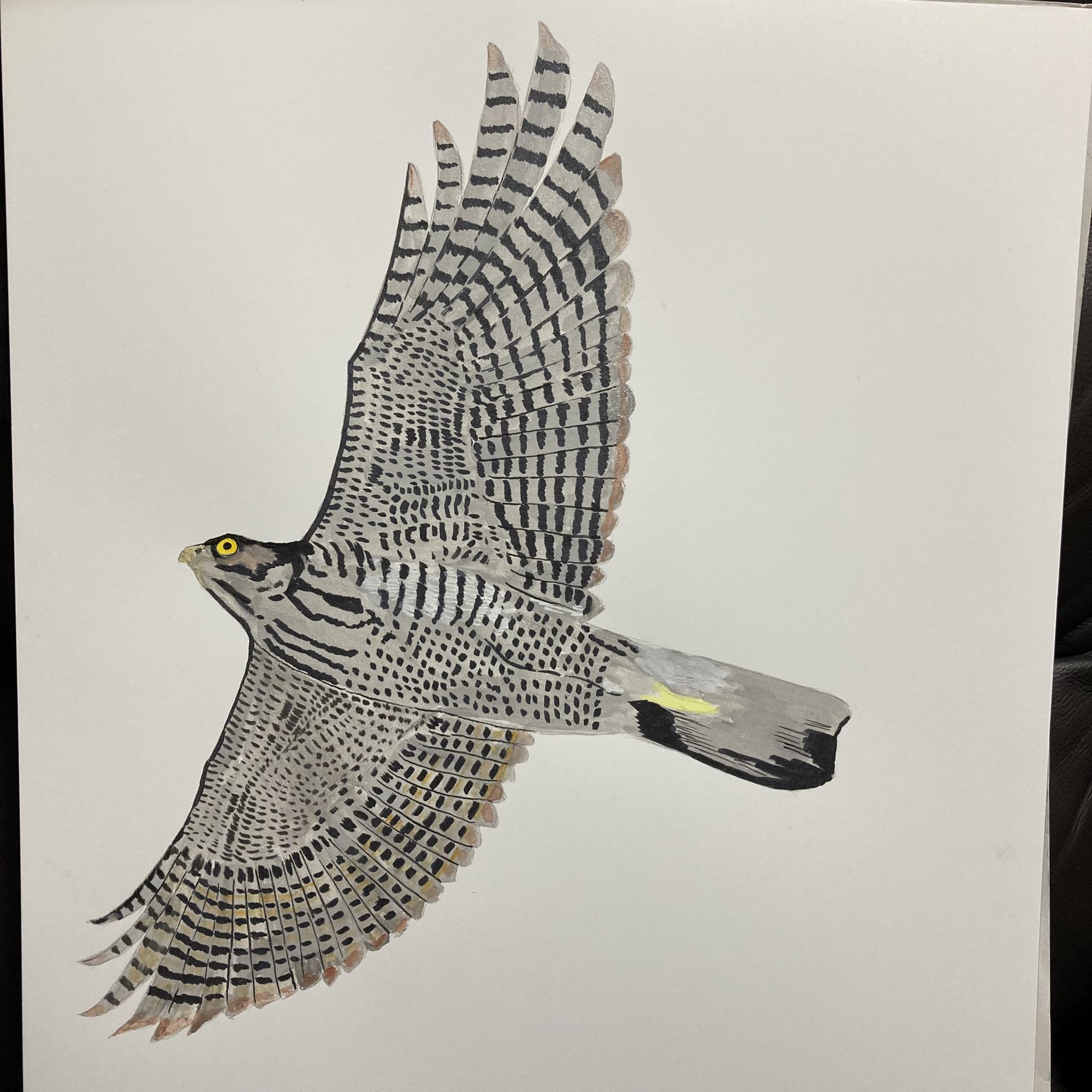 تويتر Coshi Wylde على تويتر 空高く飛ぶツミを描きました ツミ Japaneselessersparrowhawk Sparrowhawk Hawk Raptor Raptors 鷹 タカ 猛禽類 Eagle Eagles Hawks Birds Bird Wild Wildbird イラスト 美術 Art アート 絵 Drawing Painting