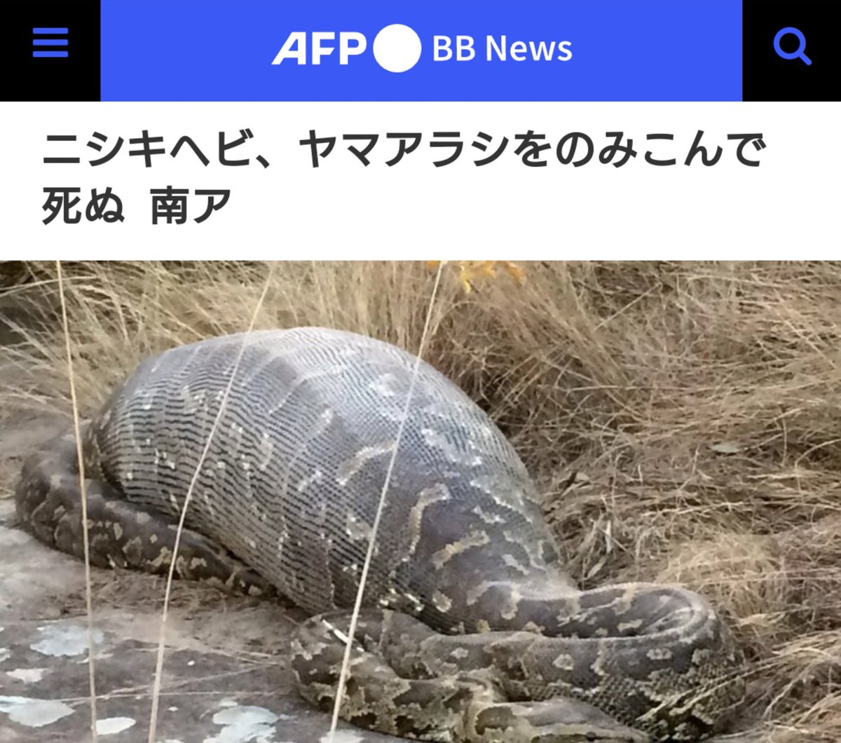 観光客によるストレスで ニシキヘビがヤマアラシを飲み込んで死んでしまう 話題の画像プラス