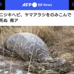 観光客によるストレスで…？ニシキヘビがヤマアラシを飲み込んで死んでしまう…