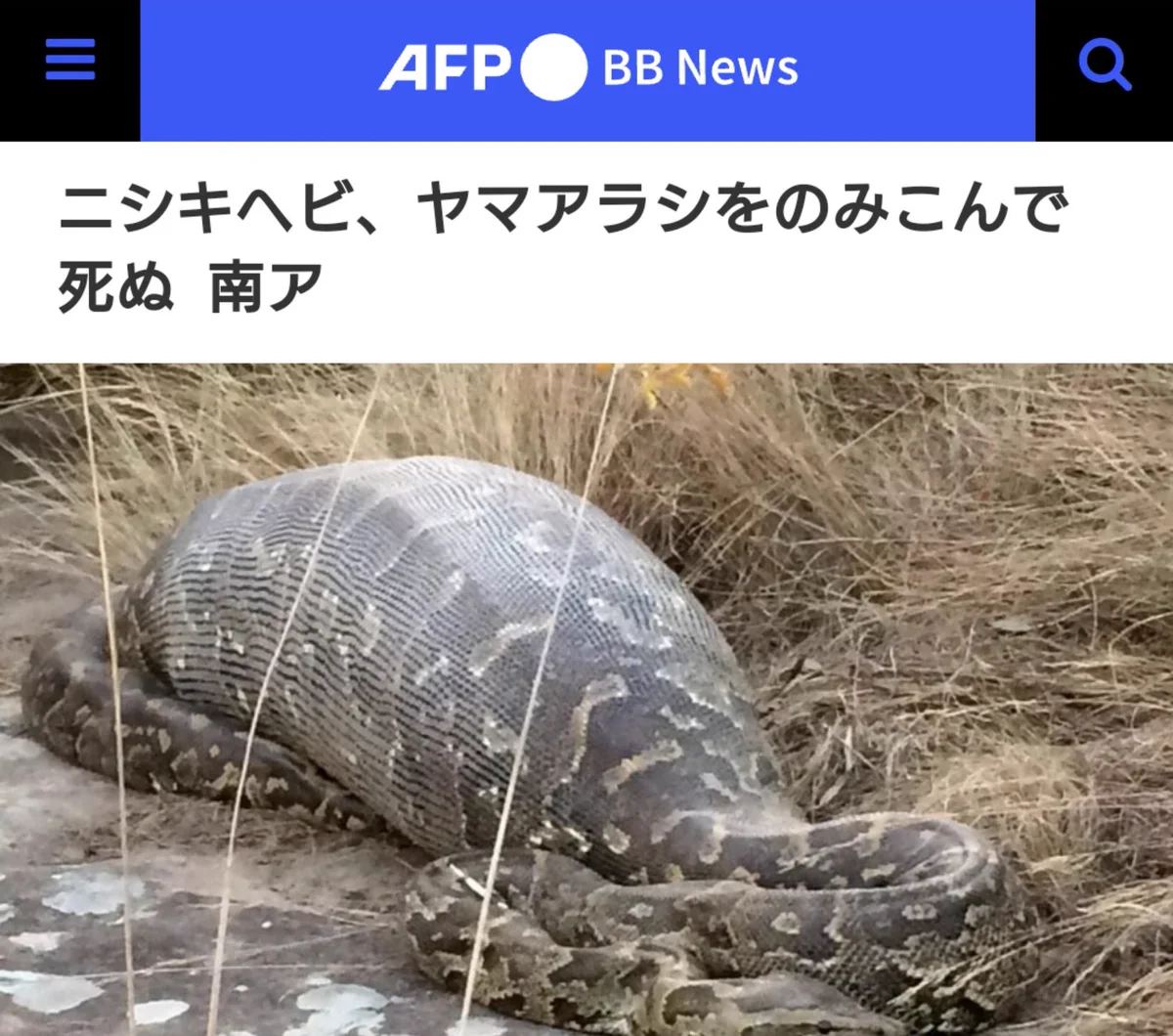 観光客によるストレスで…？ニシキヘビがヤマアラシを飲み込んで死んでしまう…