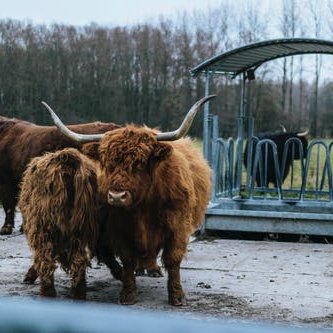 BlackaddersLLP's tweet photo. Crofting is a system of landholding which is unique to Scotland and is an integral part of life in the northern parts of the mainland and the islands...

Read @RuralFiona 's latest blog 'So you want to buy a Croft…' here➡️https://t.co/nHrK0sflBN

#BlackaddersLLP #Crofting https://t.co/yb80OAzsMF