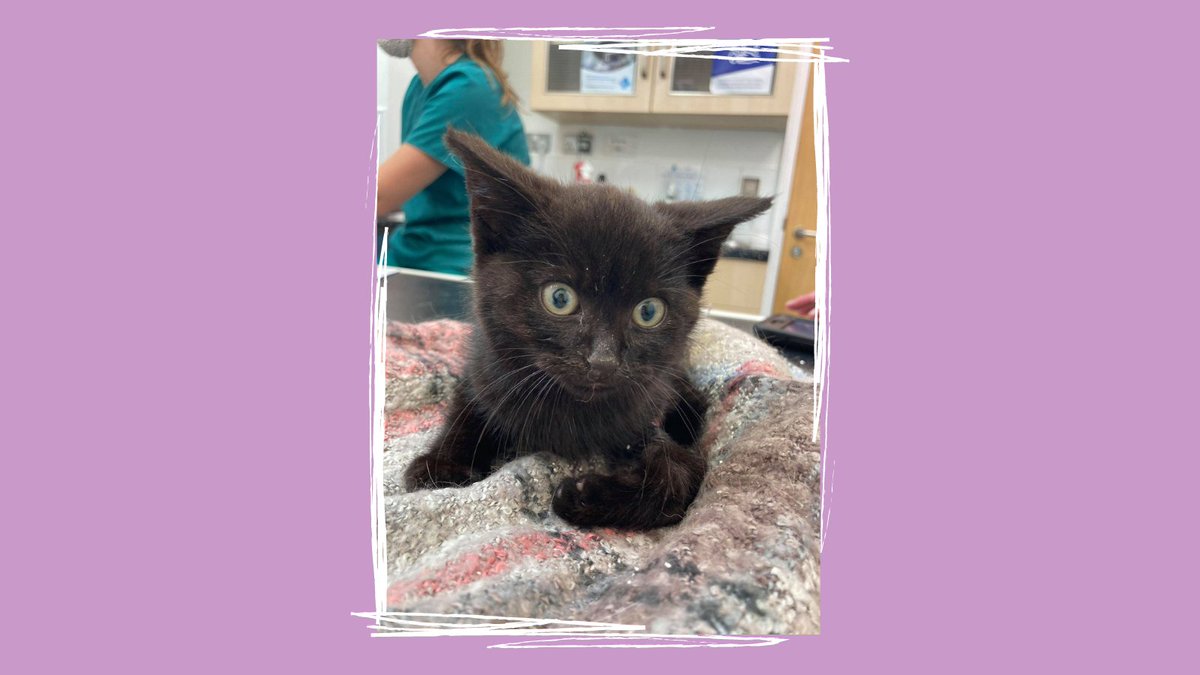 Gareth Update: It is with heavy hearts that we are sorry to tell you that Gareth, the kitten we featured on an appeal earlier in the week, has passed away. 

Full details here: rspcadoncasterrotherham.org.uk/News/gareth-ne…