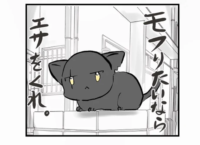 #挨拶365#7月もねこねこマンガ 14/30猫のシオ兄貴猫のまめもちそれぞれの主張今日もおつカレー様です。 