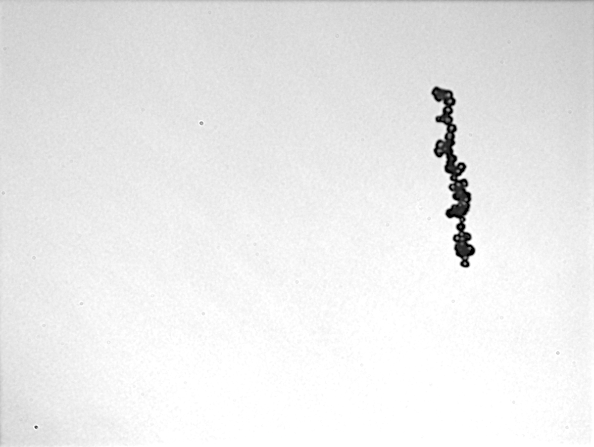 JaervinenEmma's tweet image. This is not a 🐛 but a rather long frozen droplet aggregate photographed in convective outflow over Alps on 8th of July. The linear form is probably due to electrification in the cloud. #AirborneScience #PHIPS #CIRRUSHL #RealIceCrystals