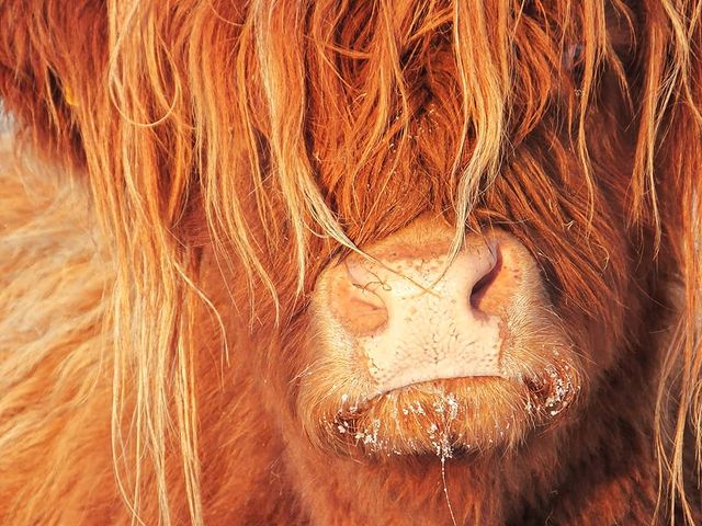 Wise Words from a (close up) Hairy Coo: 
We know we’re stunningly attractive but please only stop in designated parking for pictures. There’s plenty of us around the Highlands, you aren’t going to miss out!

📸123fiona (IG) 
#responsibletourism #highlandcow #respectprotectenjoy