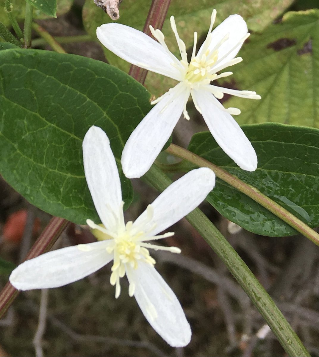 白い花 白い花