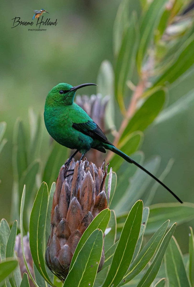 📸 By Braeme Holland
Emerald Eden,
Malachite sunbird
Kirstenbosch! 
#birdwatching #bird #birdphotography #BirdTwitter #wildlifephotography #wild
#BirdsSeenIn2021 #photography #photographer #PHOTOS #photographylovers #photographyislife