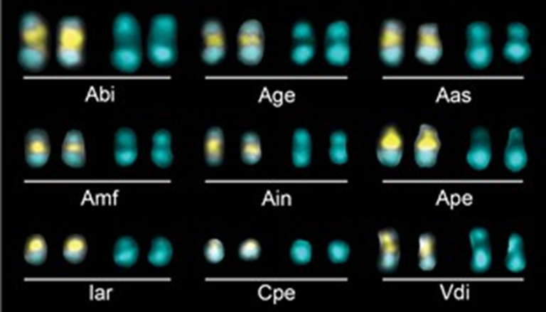BotJLinnSoc's tweet photo. New article @BotJLinnSoc: #Karyotypes in #Ameroglossum (#Linderniaceae) and relatives endemic to Brazilian #inselbergs. Santos, Almeida, Felix &amp; Guerra. #Brazil #Cytogenetics #Chromosomes #Heterochromatin #Torenia @ufpeoficial
https://t.co/NLHvEDv9Y7 https://t.co/rdjZ41i0fQ