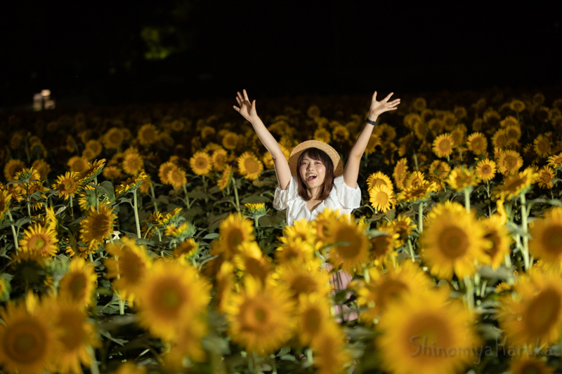gon200625's tweet photo. #ひまわりの日 
#篠宮はるか(@snmy_haruka) https://t.co/gwkBBxqDgn